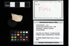 Foto (Objekt + Etikett) von Goniodromites bidentatus (Reuss, 1858)  (NHMW-GEO-2014-0194-0196)